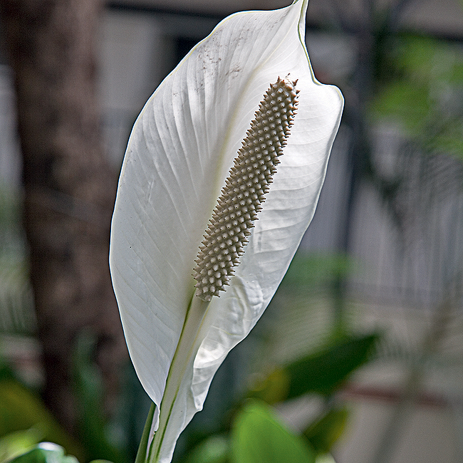 Arquivo/Casa e Jardim