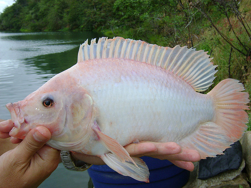 Salada de Peixe