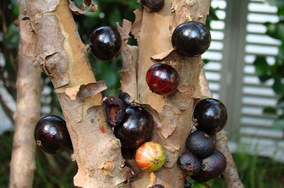 Receitas com casca de jabuticaba